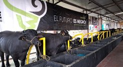 Este 2023 Venezuela exportará búfalos a mercados asiáticos y europeos. Foto Anggy Polanco / La Opinión 