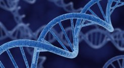 La genética describe 10.000 años de evolución de inmunidad humana./Foto: internet