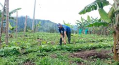 Índice de Precios del Productor en diciembre aumentó 21,81% 