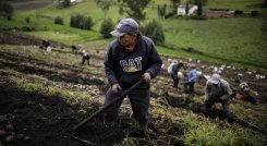 La agricultura es un sector con oportunidades en el país.