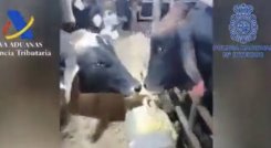 Vacas