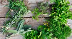 Las exportaciones de Colombia se impulsan con las hierbas aromáticas  