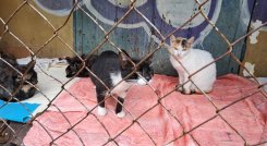 A la colonia de gatos de la Unidad Vecinal cada día llegan más animales abandonados. /Foto: Anggy Polanco