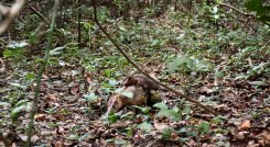 Las zarigüeyas fueron liberadas junto con sus crías. / Foto: Cortesía / La Opinión 