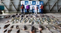 En 10 años autoridades han incautado más de 300 toneladas de pesca ilegal