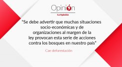 Cae deforestación