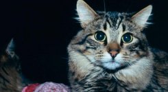 gatos