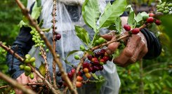 Café es lo que más vende Norte de Santander a EE. UU. /Foto Archivo