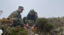 Soldados siembran frailejón en zona de páramo