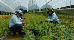 La producción, utilización y conservación de recursos biológicos como sector económico podría generar 2,5 millones de nuevos puestos de trabajo para el año 2030. / Foto: Colprensa