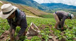 Los productores de la región deberán solicitar su póliza. /Foto Archivo