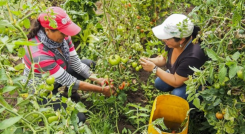 La cartera actual de las mujeres rurales con el Banco asciende a $2,7 billones distribuidos en 252.496 obligaciones