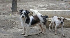 Si detecta algún animal silvestre en problemas, comuníquese con Corponor a la línea 5828484.