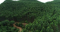 La Federación Nacional de Industriales de la Madera (Fedemaderas) viene articulando diversos actores, gremios y tomadores de decisión alrededor de esta nueva realidad.