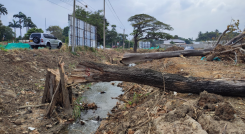 Seis árboles fueron talados sin permiso por una constructora en un lote en Villa del Rosario.