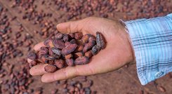 En 2021 se inició el proyecto ‘USDA Food for Progress Colombia -Cacao y Cultivos Complementarios para el Desarrollo (C4D)’.