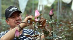 Dickson Villamizar es uno de los promotores de este tipo de cultivos. 