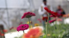 Una variedad de colores se apoderá de los cultivos. 