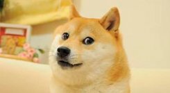 Kabosu
