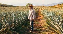 Así se está transformando la industria del licor hacia la sostenibilidad