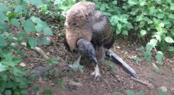 Condor
