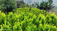 Una iniciativa está encaminada al uso de la hoja de coca con fines industriales y terapéuticos./ Foto cortesía: La Opinión.