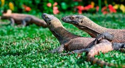 Científicos creen que estás características en los dientes pudo haber existido en dinosaurios carnívoros.