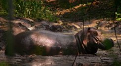Hipopotamo de Escobar protagonizará película