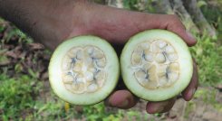  Azul de Jagua es el primer color azul natural ácido-estable para la industria alimentaria.  