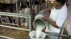  La producción de leche de Norte de Santander representa el 1,93 % de producción de todo el país. / Foto archivo La Opinión
