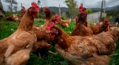 Gallinas