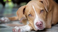 Para un gato o un perro de raza mediana-grande, los implementos del grooming van desde los $42.000. / Foto Archivo