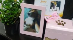 Perrita murió a causa de médico farsante