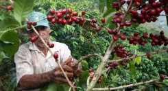El café colombiano
