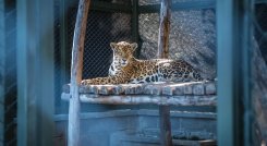 El jaguar (Panthera onca), catalogado como una especie emblemática de la biodiversidad en Colombia, enfrenta constantes amenazas debido a la pérdida de su hábitat y la caza furtiva./Fotos: Cortesía / La Opinión 