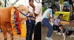La feria contó con una actividad de juzgamiento, para seleccionar a los mejores ejemplares./ Foto Cortesía