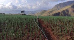 Serán ocho variedades de cebolla las que estarán bajo análisis climático y comercial. / Foto: Archivo / La Opinión
