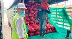 Cebolla. / Foto Cortesía