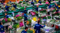Flores de Colombia. / Foto Cortesía