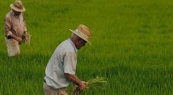 Paro de arroceros. 