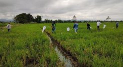 Conforme a Minagricultura, las solicitudes de los arroceros deberán demostrar que las toneladas producidas provienen de los predios registrados en la caracterización. / Foto: Cortesía. 