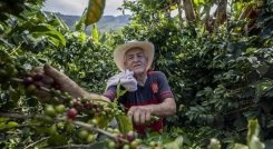 El nuevo arancel base de 10% impuesto por Estados Unidos a las importaciones de café colombiano genera preocupación. / Foto: Cortesía.