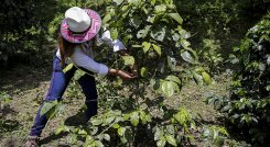 Mujeres caficultoras.
