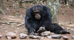 Chimpances