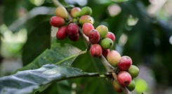 Producción cafetera se mantiene por encima de los 14 millones de sacos