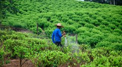 Cultivos de coca. / Foto Archivo