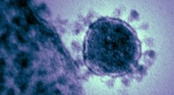 Coronavirus