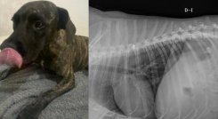 Perro herido. 