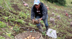 Agricultor del páramo Almorzadero. 