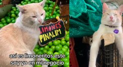 Limón el gato
